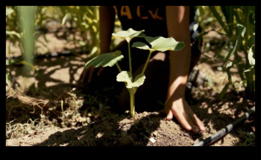 Ce rol joacă practicile indigene de plantare în modelarea peisajelor?