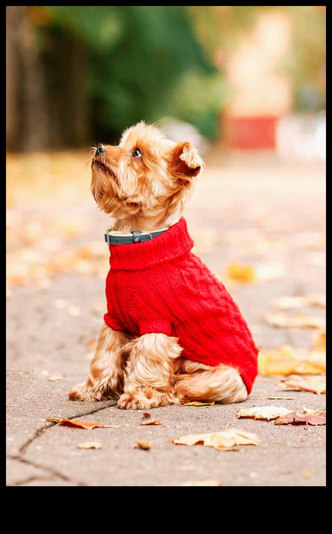 Canine Couture: Sfaturi de modă elegantă pentru prietenul tău blănos