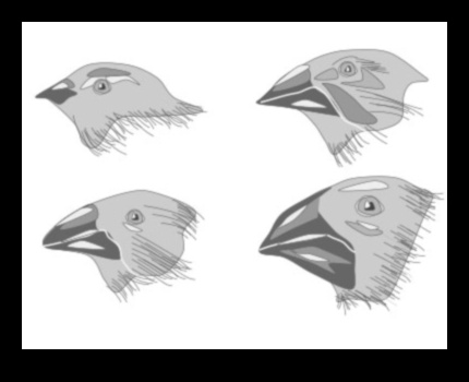 Beakonomics 4.0 Design inovator de cioc în evoluție