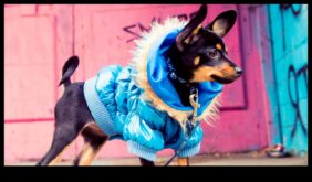 Canine Couture Sfaturi de modă elegantă pentru prietenul tău blănos