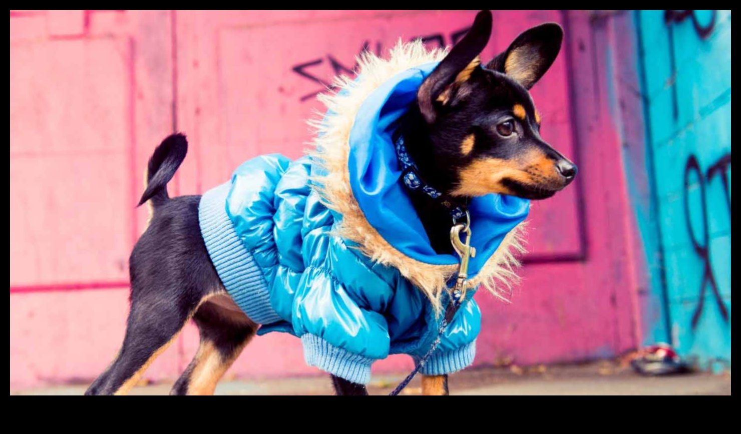 Canine Couture: Sfaturi de modă elegantă pentru prietenul tău blănos