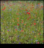 Wildflower Meadow Un refugiu pentru natură